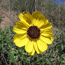 Encelia californica  bush sunflower
