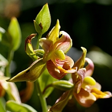Epipactis gigantea  stream orchid