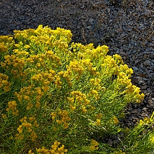 Ericameria arborescens  goldenfleece