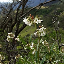 Eriodictyon californicum  yerba santa