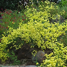 Eriogonum nudum 'Ella Nelson's Yellow' naked buckwheat