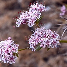 Eriogonum fasciculatum  California buckwheat