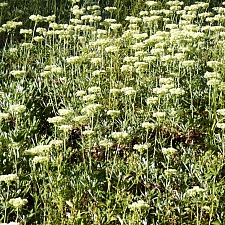 Eriogonum heracleoides  Wyeth buckwheat