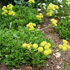 Eriogonum umbellatum var. aureum 'Kannah Creek' golden sulphur flower buckwheat