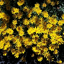 Eriophyllum lanatum 'Siskiyou' woolly sunflower