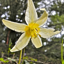 Erythronium oregonum  giant fawn lily