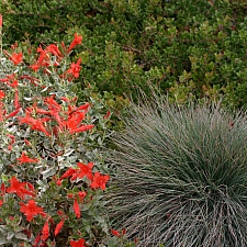 Festuca idahoensis 'Muse Meadow' Idaho fescue