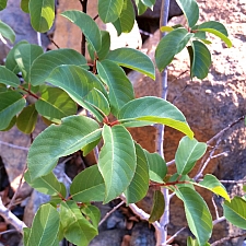 Rhamnus (Frangula) californica ssp. occidentalis  Western California coffeeberry