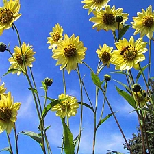 Helianthus giganteus 'Sheila's Sunshine' sunflower