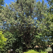 Hesperocyparis forbesii  Tecate cypress
