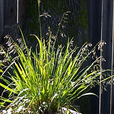 Hierochloe (Anthoxanthum) occidentalis  vanilla grass