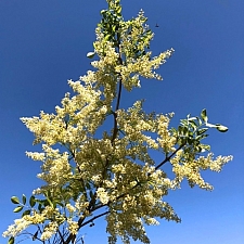 Fraxinus dipetala  flowering ash