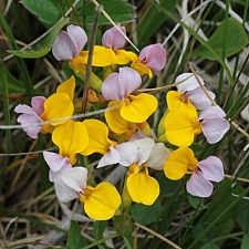 Lotus (Hosackia) formosissimus (gracilis)  coast lotus