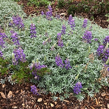 Lupinus albifrons var. collinus  prostrate silver lupine