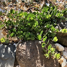 Arctostaphylos montana ssp. ravenii  Presidio manzanita