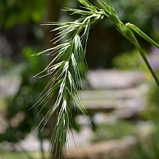 Elymus californicus  California bottlebrush grass