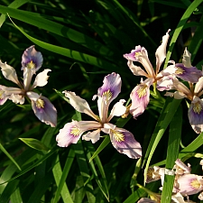 Iris douglasiana 'Marin Mauve' iris