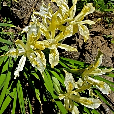 Iris chrysophylla  slender-tubed iris