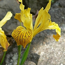 Iris innominata  Del Norte County iris