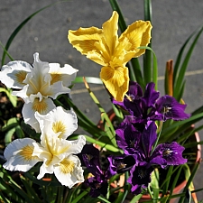 Iris Pacific Coast hybrid  Pacific Coast hybrid iris