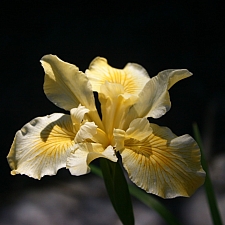 Iris Pacific Coast hybrid 'Canyon Sunshine' Pacific Coast hybrid iris