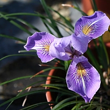 Iris Pacific Coast hybrid 'Madonna Three' Pacific Coast hybrid iris