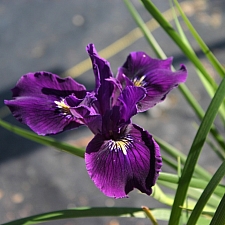 Iris Pacific Coast hybrid 'Violeta' Pacific Coast hybrid iris