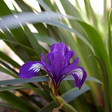 Iris douglasiana 'Pt. Reyes' iris