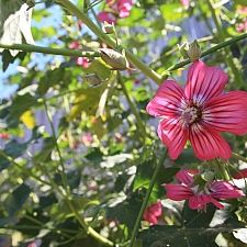 Lavatera  assurgentiflora  Island mallow, malva rose