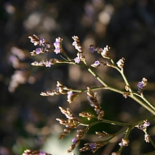 Limonium  californicum  sea lavender