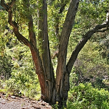 Lyonothamnus floribundus ssp. aspleniifolius  Santa Cruz Island ironwood