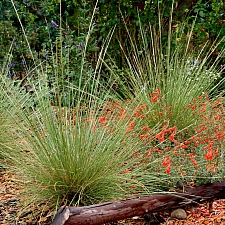 Muhlenbergia dubia  pine muhly