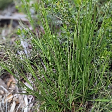 Melica californica  California melic grass