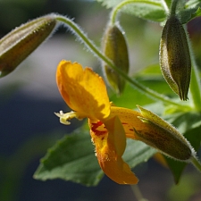 Mimulus (Erythranthe) cardinalis 'Santa Cruz Island Gold' monkeyflower