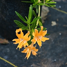 Mimulus  bifidus 'Esselen' monkeyflower