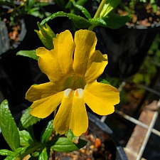 Mimulus (Diplacus)  'Lizard Gold' monkeyflower