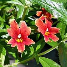 Mimulus  'U.C. Hybrid' monkeyflower