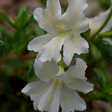 Mimulus (Diplacus)  'Phil's White' monkeyflower