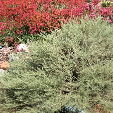 Artemisia californica 'Montara' California sagebrush