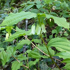 Prosartes (Disporum) smithii  largeflower fairybells
