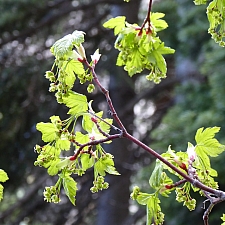 Acer glabrum  Sierra maple