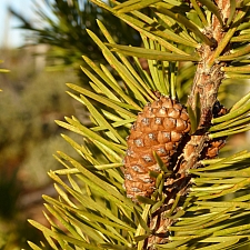 Pinus contorta ssp. murrayana  lodgepole pine