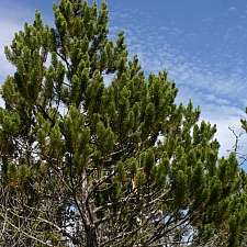 Pinus contorta ssp. bolanderi  pygmy pine