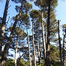 Pinus muricata  Bishop pine