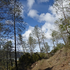 Pinus sabiniana  gray pine