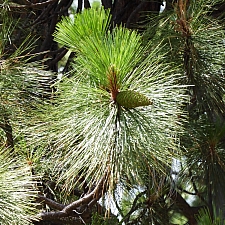 Pinus ponderosa  ponderosa pine