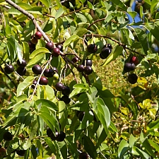 Prunus ilicifolia ssp. lyonii  Catalina cherry