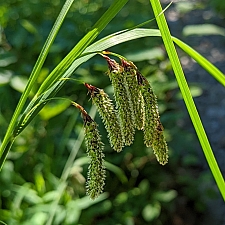 Carex mertensii  Mertens' sedge