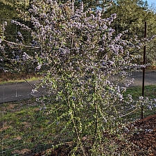 Ceanothus  'Berkeley Skies' California lilac