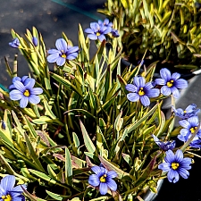 Sisyrinchium bellum 'Stripey' variegated blue-eyed grass